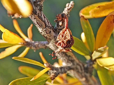 Wild Crab Apple (Peraphyllum ramosissimum)