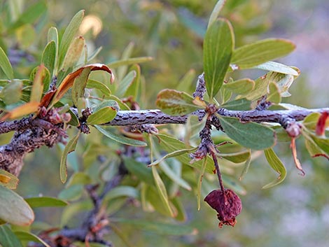 Wild Crab Apple (Peraphyllum ramosissimum)