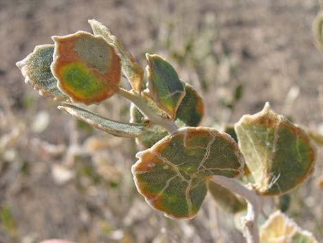 Parry's Sandpaper Plant (Petalonyx parryi)