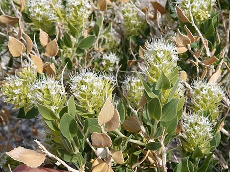 Parry's Sandpaper Plant (Petalonyx parryi)