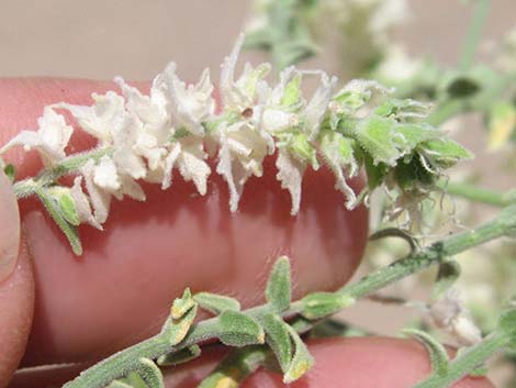 Thurber's Sandpaper Plant (Petalonyx thurberi)