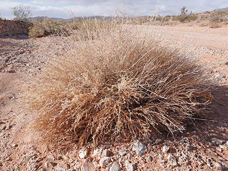 Thurber's Sandpaper Plant (Petalonyx thurberi)