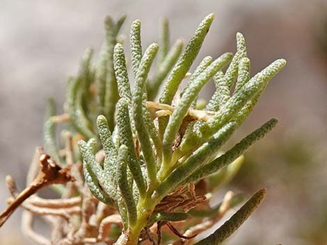 Schott's Pygmycedar (Peucephyllum schottii)