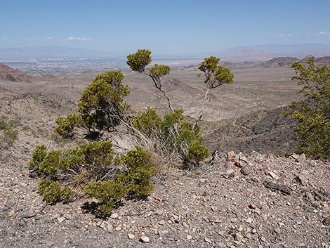 Schott's Pygmycedar (Peucephyllum schottii)