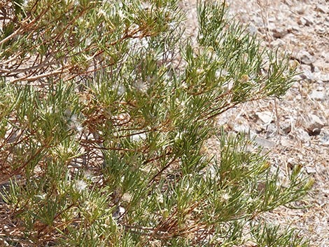 Schott's Pygmycedar (Peucephyllum schottii)