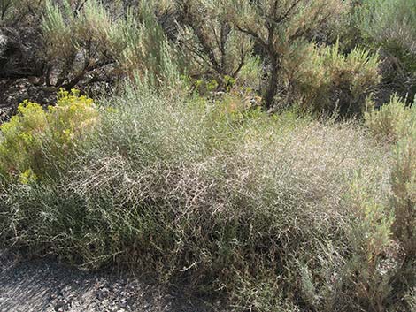 Thorn Skeletonweed (Pleiacanthus spinosus)