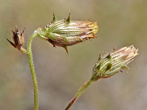 Bush Arrowleaf (Pleurocoronis pluriseta)