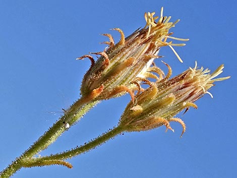 Bush Arrowleaf (Pleurocoronis pluriseta)