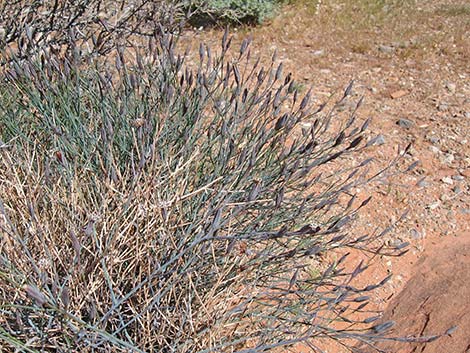 Odora (Porophyllum gracile)