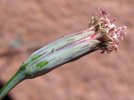 Odora (Porophyllum gracile)