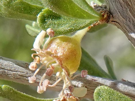 Desert Almond (Prunus fasciculata)