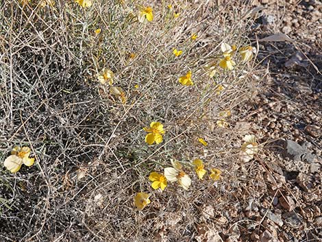 Whitestem Paperflower (Psilostrophe cooperi)