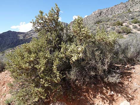 Desert Bitterbrush (Purshia glandulosa)