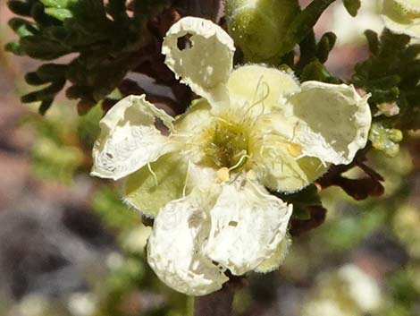 Desert Bitterbrush (Purshia glandulosa)