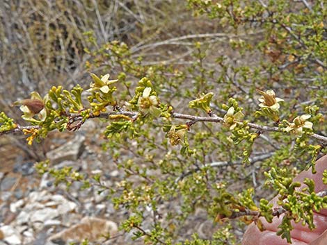 Desert Bitterbrush (Purshia glandulosa)