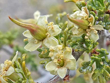 Desert Bitterbrush (Purshia glandulosa)