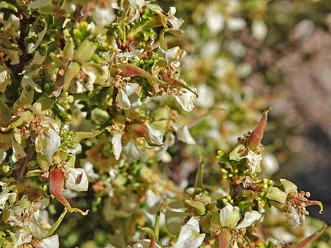 Desert Bitterbrush (Purshia glandulosa)