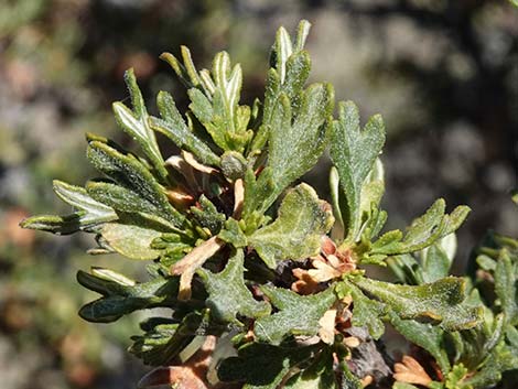 Antelope Bitterbrush (Purshia tridentata)