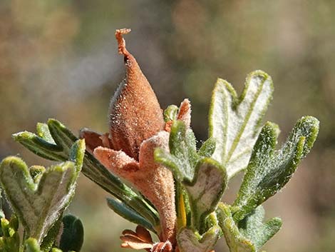 Antelope Bitterbrush (Purshia tridentata)