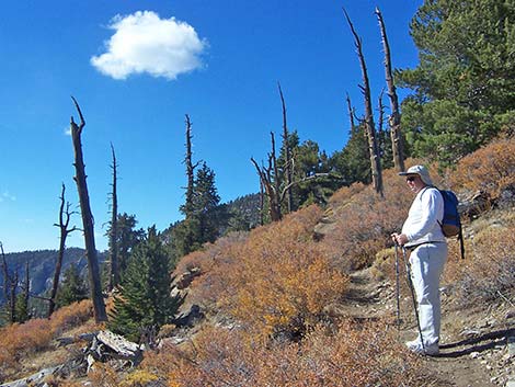 Griffith Peak Trail