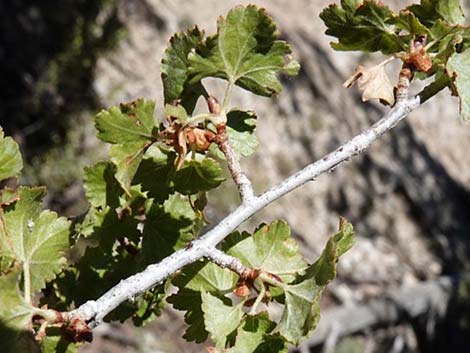 Wax Currant (Ribes cereum)