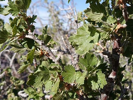 Wax Currant (Ribes cereum)