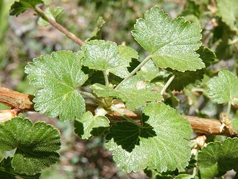 Wax Currant (Ribes cereum)