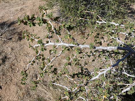 Desert Gooseberry (Ribes velutinum)