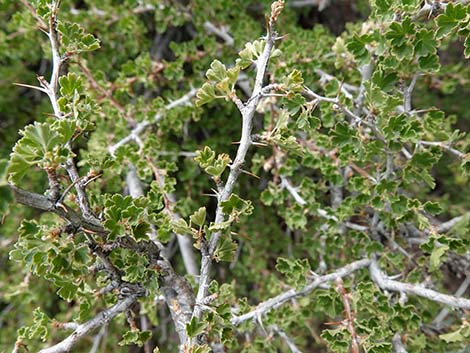 Desert Gooseberry (Ribes velutinum)