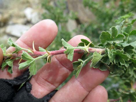 Desert Gooseberry (Ribes velutinum)