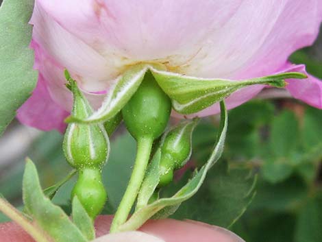 Wild Rose (Rosa woodsii)