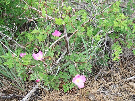 Wild Rose (Rosa woodsii)