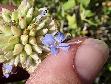 Mojave Sage (Salvia mohavensis)