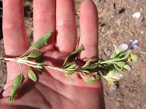 Mojave Sage (Salvia mohavensis)