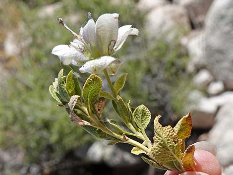 Mojave Sage (Salvia mohavensis)