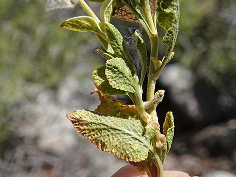 Mojave Sage (Salvia mohavensis)