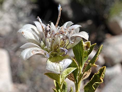 Mojave Sage (Salvia mohavensis)