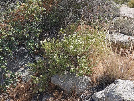 Mojave Sage (Salvia mohavensis)