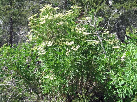 Blue Elderberry (Sambucus nigra)