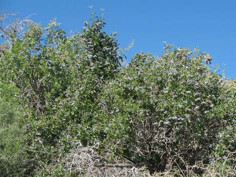 Blue Elderberry (Sambucus nigra)