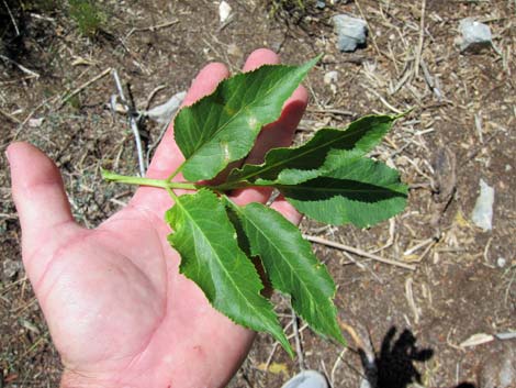 Blue Elderberry (Sambucus nigra)