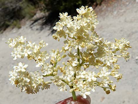 Blue Elderberry (Sambucus nigra)