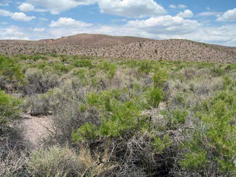 Greasewood (Sarcobatus vermiculatus)