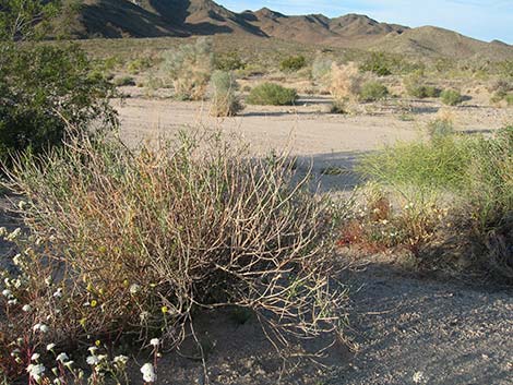 Desert Senna (Senna armata)