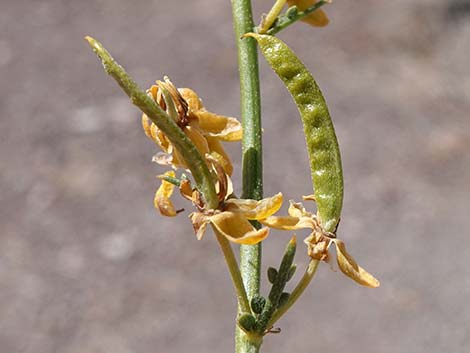 Desert Senna (Senna armata)