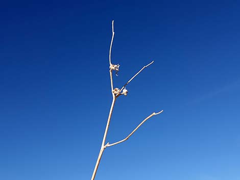 Desert Globemallow (Sphaeralcea ambigua)