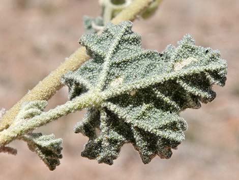 Desert Globemallow (Sphaeralcea ambigua)