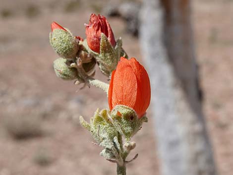 Desert Globemallow (Sphaeralcea ambigua)