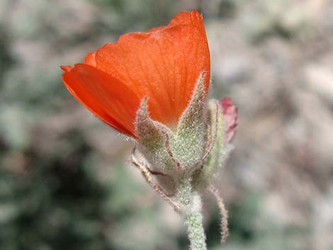 Gooseberryleaf Globemallow (Sphaeralcea grossulariifolia)