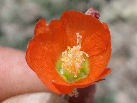 Gooseberryleaf Globemallow (Sphaeralcea grossulariifolia)